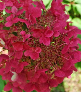 Hydrangea paniculata 'Prim'red'